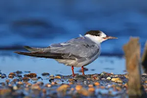 Hyeres Prints: Common Tern, Sterna hirundo