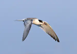 Hyeres Prints: Common Tern, Sterna hirundo