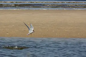 Bas Haasnoot Prints: Common Tern, Sterna hirundo