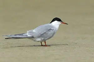 Images Dated 26th April 2016: Common Tern, Sterna hirundo