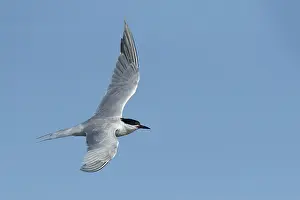 Images Dated 27th April 2017: Common Tern, Sterna hirundo