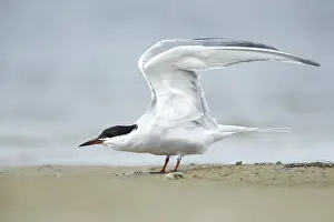 Images Dated 24th April 2016: Common Tern, Sterna hirundo
