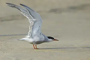 Images Dated 28th April 2016: Common Tern, Sterna hirundo