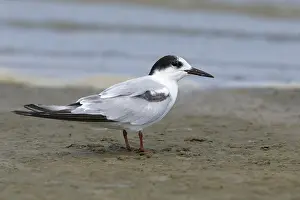 Images Dated 26th April 2016: Common Tern, Sterna hirundo