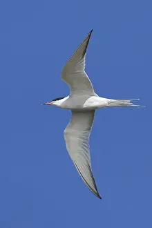 Images Dated 1st May 2017: Common Tern, Sterna hirundo