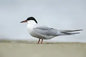 Images Dated 24th April 2016: Common Tern, Sterna hirundo