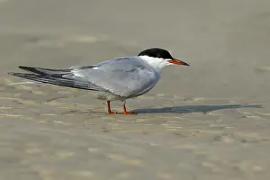 Images Dated 28th April 2016: Common Tern, Sterna hirundo