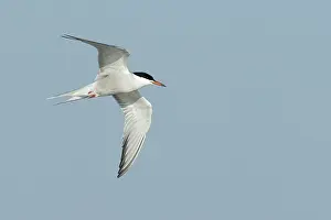 Images Dated 27th April 2017: Common Tern, Sterna hirundo