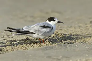 Images Dated 28th April 2016: Common Tern, Sterna hirundo