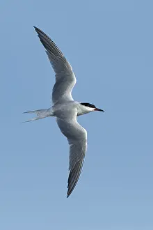 Images Dated 27th April 2017: Common Tern, Sterna hirundo