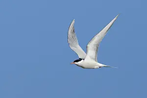 Images Dated 1st May 2017: Common Tern, Sterna hirundo