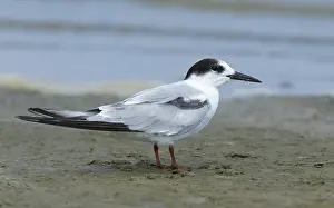 Images Dated 26th April 2016: Common Tern, Sterna hirundo