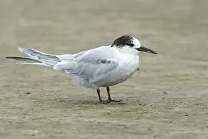 Images Dated 16th April 2016: Common Tern, Sterna hirundo