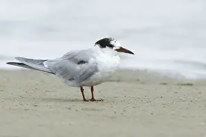 Images Dated 16th April 2016: Common Tern, Sterna hirundo