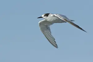Images Dated 27th April 2017: Common Tern, Sterna hirundo