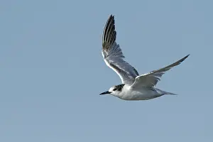 Images Dated 27th April 2017: Common Tern, Sterna hirundo