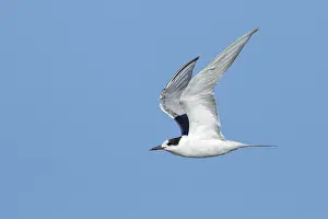 2017 Prints: Common Tern, Sterna hirundo