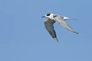 2017 Prints: Common Tern, Sterna hirundo