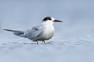 Images Dated 16th April 2016: Common Tern, Sterna hirundo