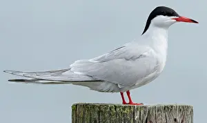 Images Dated 15th May 2021: Common Tern, Sterna hirundo