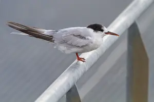 Images Dated 29th August 2020: Common Tern, Sterna hirundo