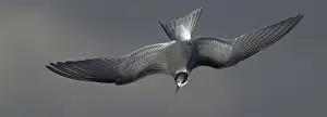 Images Dated 16th August 2006: Common Tern, Sterna hirundo