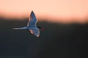 Images Dated 26th June 2009: Common Tern, Sterna hirundo
