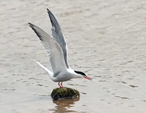 Images Dated 1st May 2007: Common Tern, Sterna hirundo