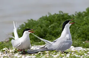 Summerplumage Prints: Common Tern, Sterna hirundo