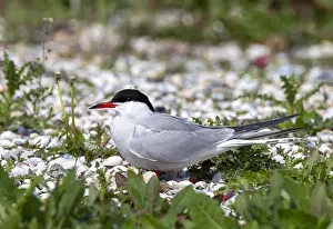 Summerplumage Prints: Common Tern, Sterna hirundo