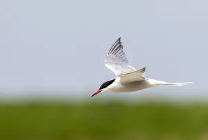 Summerplumage Prints: Common Tern, Sterna hirundo