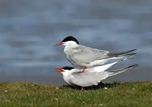 Wadden Prints: Common Tern, Sterna hirundo