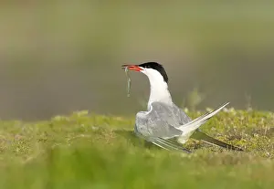 Images Dated 23rd May 2009: Common Tern, Sterna hirundo