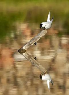Images Dated 23rd May 2009: Common Tern, Sterna hirundo