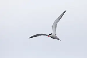 Brittany Prints: Common tern, Sterna hirundo