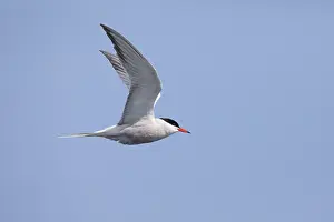 Images Dated 17th June 2022: Common tern Sterna hirundo