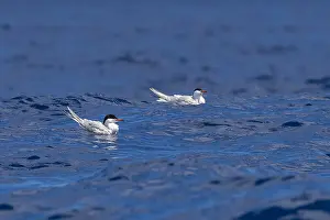 Freshwater Prints: Common Tern, Sterna hirundo