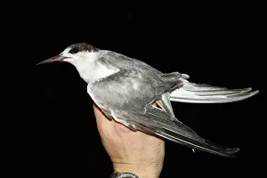 : Common Tern, Sterna hirundo