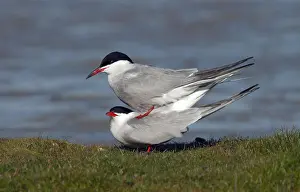 : Common Tern, Sterna hirundo