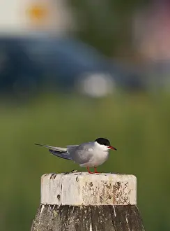 Images Dated 27th April 2007: Common Tern, Sterna hirundo hirundo