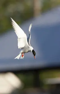 Images Dated 2nd July 2007: Common Tern, Sterna hirundo hirundo
