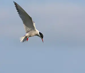 Images Dated 2nd July 2007: Common Tern, Sterna hirundo hirundo