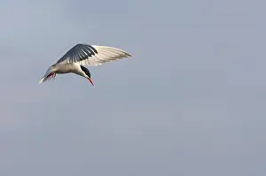 Images Dated 2nd July 2007: Common Tern, Sterna hirundo hirundo