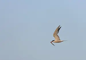 Images Dated 6th August 2007: Common Tern, Sterna hirundo hirundo