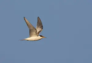 Images Dated 4th August 2007: Common Tern, Sterna hirundo hirundo