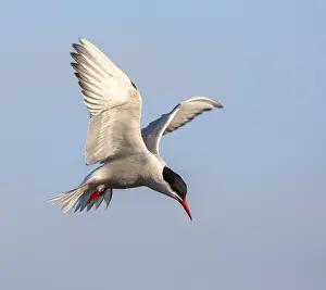 Images Dated 2nd July 2007: Common Tern, Sterna hirundo hirundo
