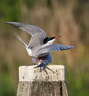 Images Dated 27th April 2007: Common Tern, Sterna hirundo hirundo