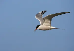 Images Dated 5th May 2007: Common Tern, Sterna hirundo hirundo