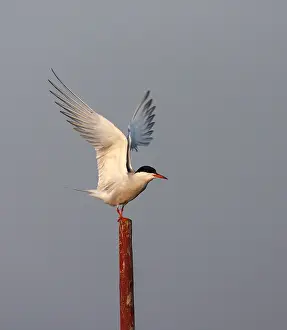 Images Dated 25th June 2006: Common Tern, Sterna hirundo hirundo