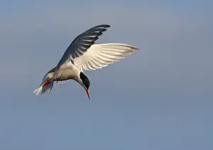 Images Dated 2nd July 2007: Common Tern, Sterna hirundo hirundo